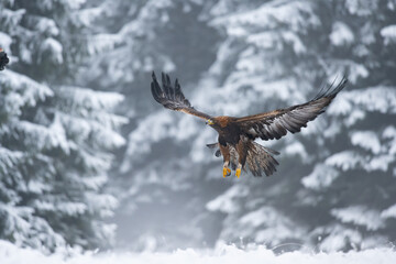 The Golden eagle male (Aquila chrysaetos) flying over the Golden eagle female in a winter snowy spruce forest. Portrait of a bird of pray in the nature habitat.
