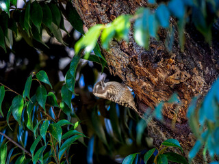 木にとまるコゲラ