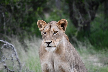 Lions of Sabi Sands Game Reserve and Kruger National Park | South Africa