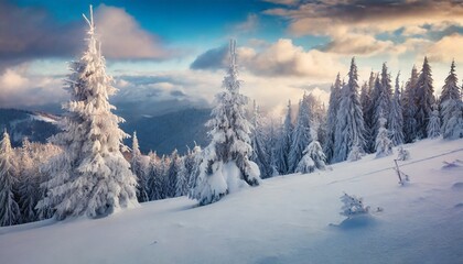 Fototapeta na wymiar impressive winter morning in carpathian mountains with snow covered fir trees colorful outdoor scene happy new year celebration concept artistic style post processed photo