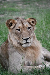 Lions of Sabi Sands Game Reserve and Kruger National Park | South Africa