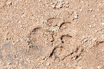 Lions of Sabi Sands Game Reserve and Kruger National Park | South Africa