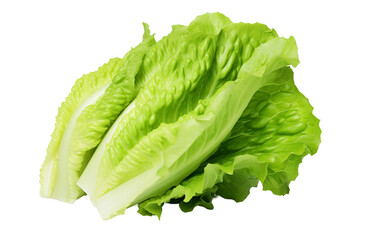 Crisp Lettuce Head Isolated on Transparent Background PNG.
