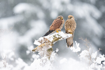 The Common kestrel (Falco tinnunculus) pair resting on a snowy root. Winter snowy landscape. Portrait of a bird of prey in the nature habitat.