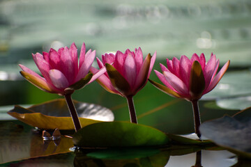 Three pink water lily flowers close-up in cont light