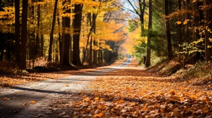 Fallen leaves on a country road