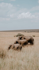 Elephants in the Masai Mara