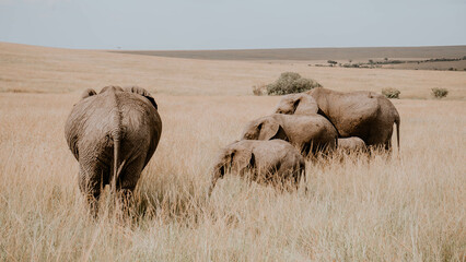 Fototapeta premium Herd of Elephants