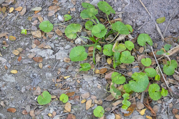 Centella asiatica, commonly known as Thankuni Pata, Indian pennywort, Asiatic pennywort, spadeleaf,...