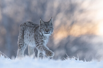 The Eurasian lynx (Lynx lynx) walks in a snow winter landscape in the morning sunrise.  Portrait of...