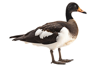 Majestic Magpie Goose Bird Isolated on Transparent Background PNG.