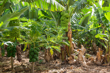 Plataneras y papyeros en una finca de Tenerife, Canarias