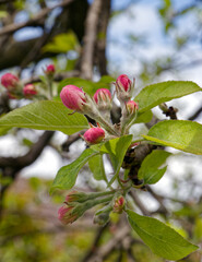 Buds on an apple tree, close-up