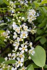 Blooming bush in spring, close-up