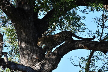 Leopard in Kruger National Park | Safari | Big Five | South Africa
