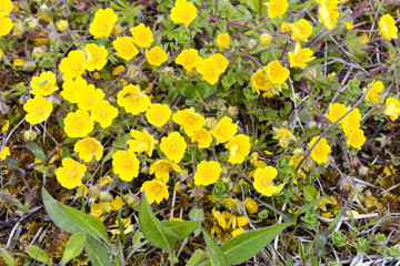 Wildflower, Cinquefoil, Potentilla, Bavaria, Germany  Europe