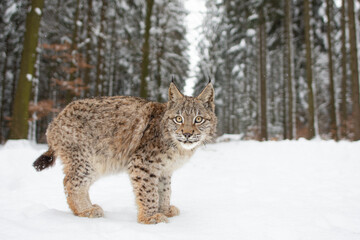 The Eurasian lynx (Lynx lynx) closeup look in snowy winter nature. Portrait of a wild cat in the nature habitat.