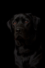 Portrait of a black Labrador puppy on a black background.