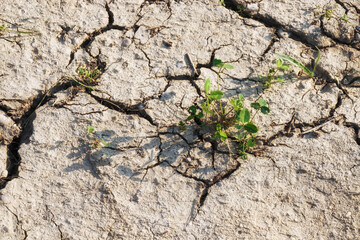 Dry ground with cracks, climate change, hot summer