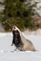 The European badger (Meles meles) in a snowy winter try to eat rosehip. Portrait of a badger in the nature habitat. Wildlife scene spruce forest. © Jaroslav
