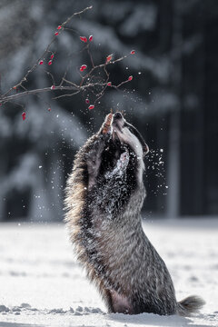 The European badger (Meles meles) in a snowy winter try to eat rosehip. Portrait of a badger in the nature habitat. Wildlife scene spruce forest.