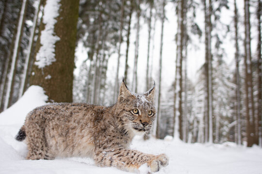 The Eurasian lynx (Lynx lynx) closeup look in snowy winter nature. Portrait of a wild cat in the nature habitat.