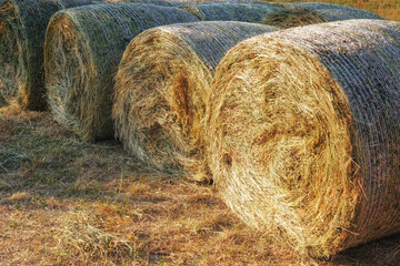 Bales of hay, hay pressed into a roll