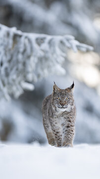 The Eurasian lynx (Lynx lynx) walks in a snow winter landscape near spruce forest in the morning sunrise.  Portrait of a wild cat in the nature habitat.