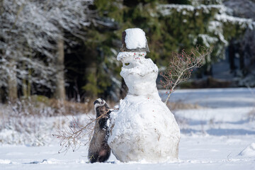 The European badger (Meles meles) in a snowy winter with the Snowman and Village house.