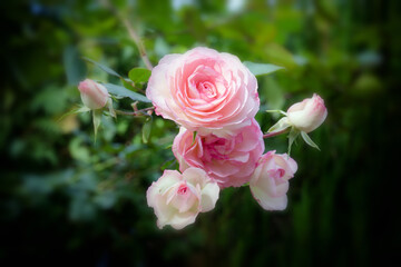 Garden flower, pink rose, close-up
