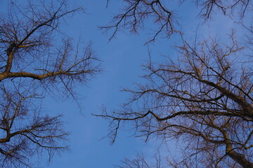 Close up, selective focus of tree branches during winter time towards blue sky