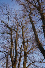 Close up, selective focus of tree branches during winter time on a sunny day.