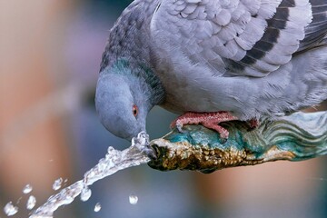 pigeon on the water