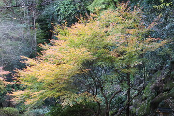 秋の紅葉の木　もみじ