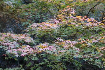 秋の紅葉の木　もみじ