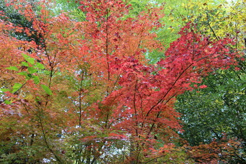 秋の紅葉の木　もみじ