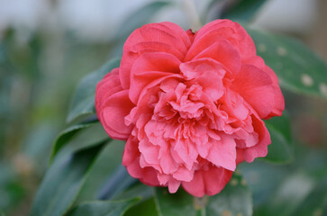 a Japanese camellia Flower, Red, Pink and White Color