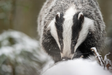 The European badger (Meles meles) climbed a tree in a snow winter landscape in the forest.  Portrait of a wild badger in the nature habitat. © Jaroslav