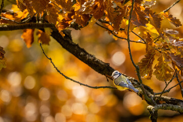 The Eurasian blue tit (Cyanistes caeruleus) is a small passerine bird sitting on branch autumn landscape.