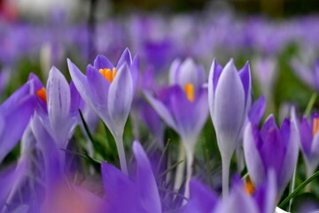 Violette Krokusse auf einer Frühlingswiese - obrazy, fototapety, plakaty