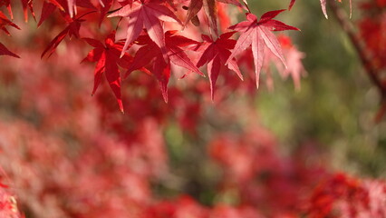 Fototapeta premium 奈良の紅葉
