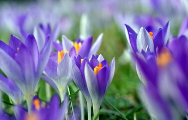 Violette Krokusse auf einer Frühlingswiese - obrazy, fototapety, plakaty