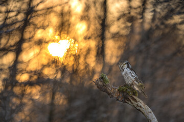 The northern hawk-owl (Surnia ulula) Unique medium-sized owl perching on a tree branch in the morning sunrise. Winter frost and snow.
