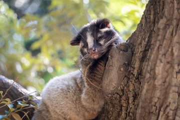 木で眠るハクビシン