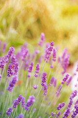 Beautiful image of lavender field over summer sunset landscape.