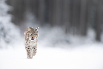The Eurasian lynx (Lynx lynx) walks in a snow winter landscape in the morning sunrise.  Portrait of a wild cat in the nature habitat.
