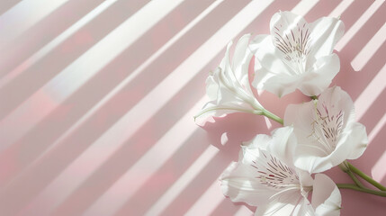 white lilies on a light pink background