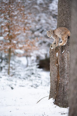 The Eurasian lynx (Lynx lynx) climbed a tree in a snow winter landscape in the forest.  Portrait of a wild cat in the nature habitat.