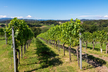 Fototapeta na wymiar Scenic view of vineyards near Ehrenhausen an der Weinstrasse (wine road), Leibnitz, South Styria, Austria. Winery Skoff stretching over lush green hills. Idyllic hiking trails in Styrian Tuscany