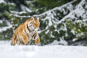 Siberian tiger (female, Panthera tigris altaica) in beautiful habitat. A dangerous beast in its natural habitat. In the forest in winter, it is snow and cold.